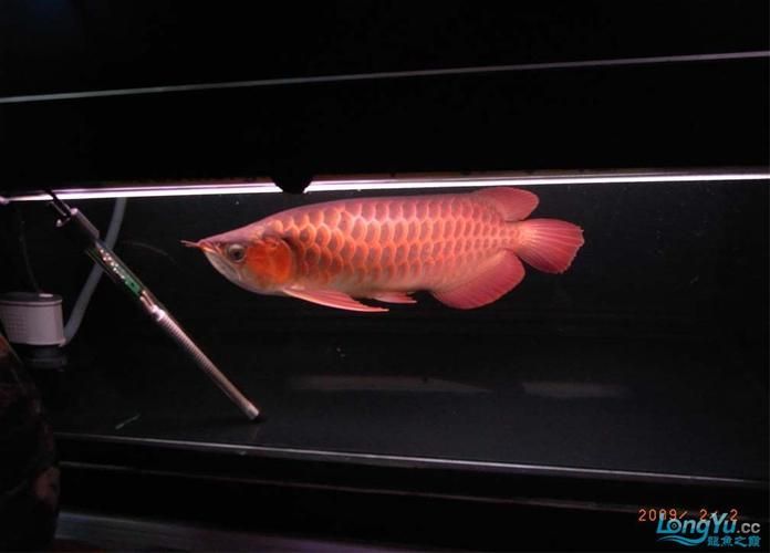 吉林龍魚批發(fā)市場 吉林龍魚批發(fā)市場 vs祥龍魚場 第20張