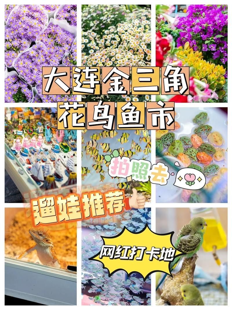 大連水族批發市場 大連水族批發市場 vs祥龍魚場 第3張