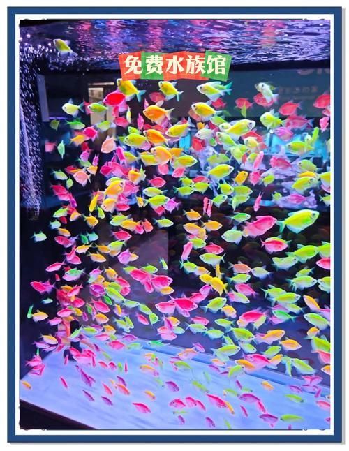 大連水族批發市場 大連水族批發市場 vs祥龍魚場 第5張