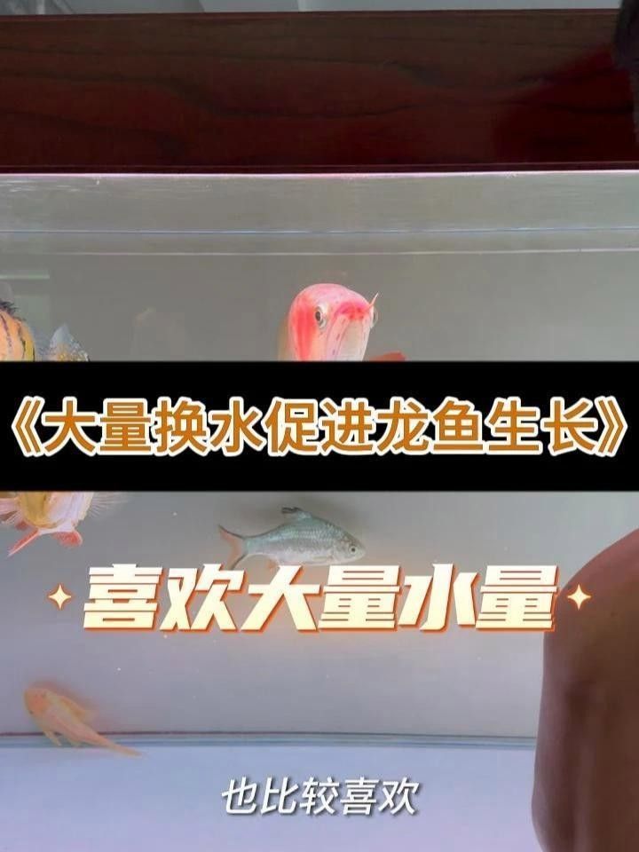 龍魚鱗片掉了一半