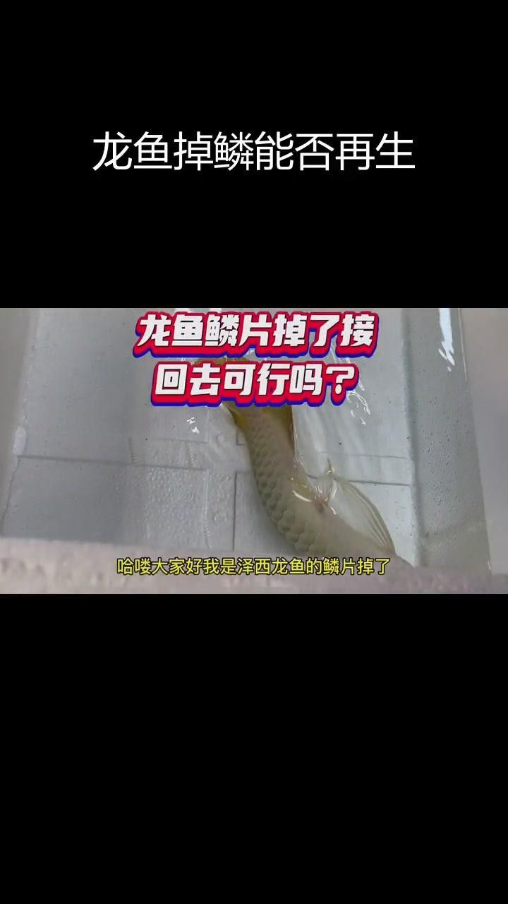 龍魚鱗片掉了一半