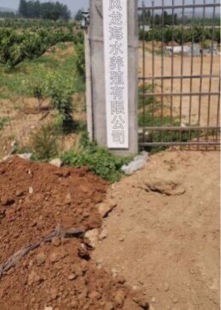 樂亭龍魚 樂亭龍魚 觀賞魚百科 第5張
