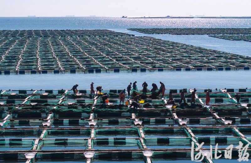 樂亭龍魚 樂亭龍魚 觀賞魚百科 第7張