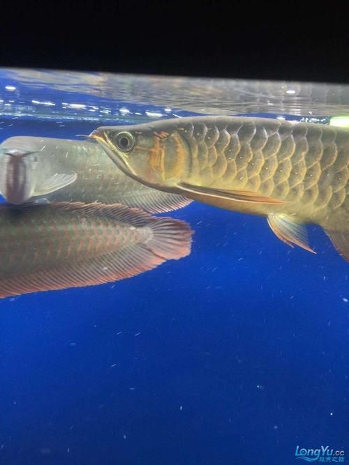 宜昌龍魚批發(fā)市場