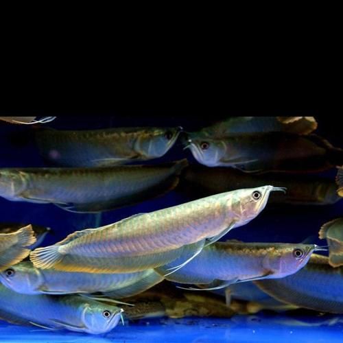 宜昌龍魚批發(fā)市場
