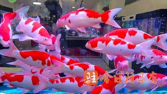 駐馬店觀賞魚批發(fā)市場