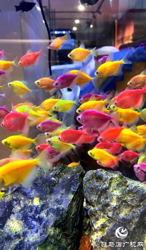 駐馬店觀賞魚批發(fā)市場