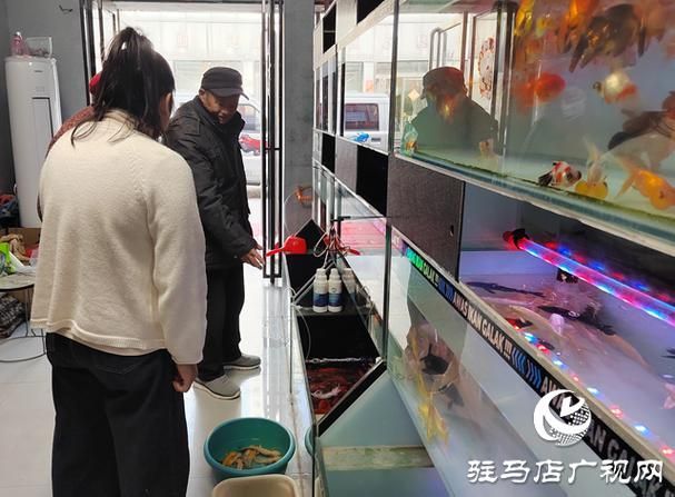 駐馬店觀賞魚批發(fā)市場