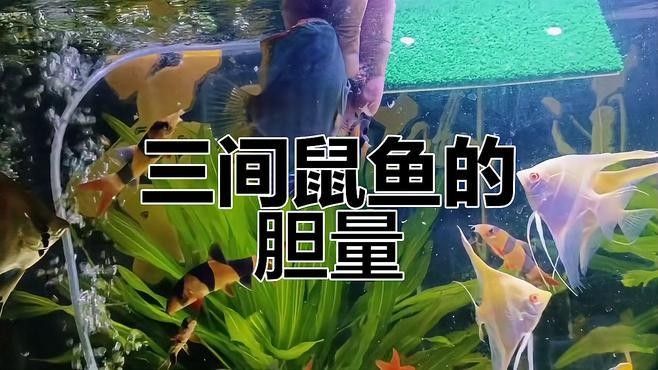 申古三間魚病最怕三個東西是指養殖魚類時（古三間魚病最怕三個東西）