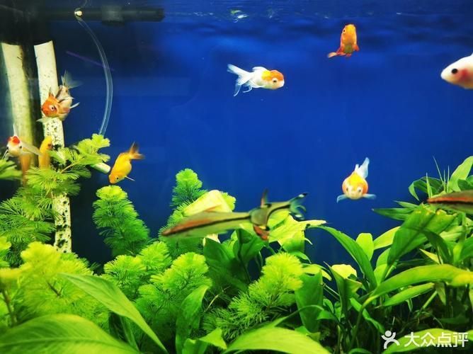深圳水族批發市場祥龍魚場（深圳水族批發市場-祥龍魚場）