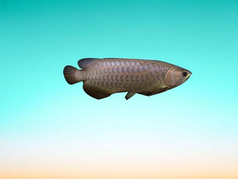 青龍魚長這樣秒懂百科，原來青龍魚長這樣秒懂百科（從1歲到1萬歲的青龍魚，視覺震撼來襲全民小視頻）