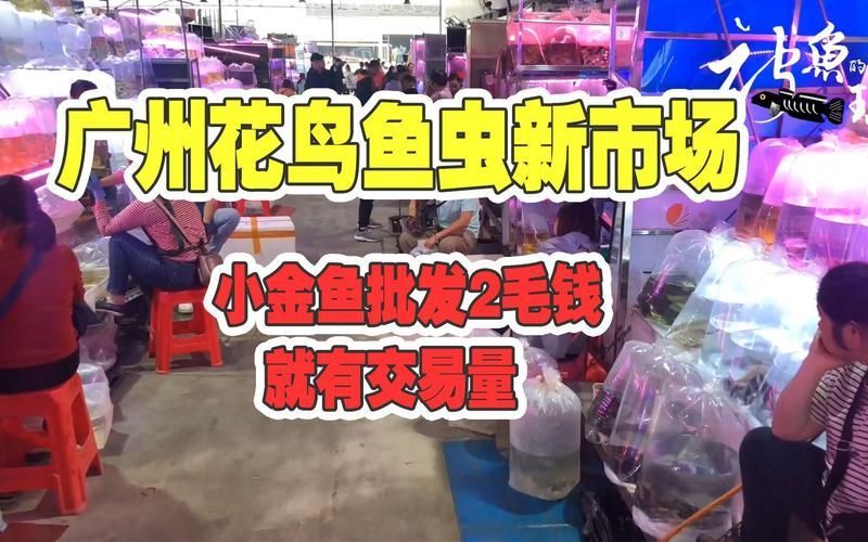 周口觀賞魚批發市場是位于中國河南省周口市的一個專業市場（周口觀賞魚批發市場怎么樣？）
