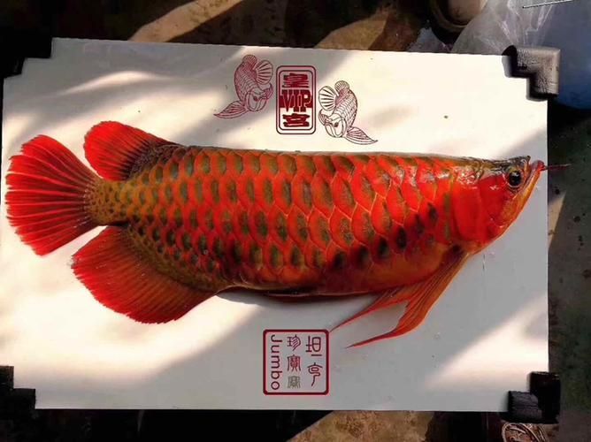 觀賞魚批發市場是一個集觀賞魚養殖、銷售和文化交流于一體的綜合性市場（廣東湛江觀賞魚批發市場）