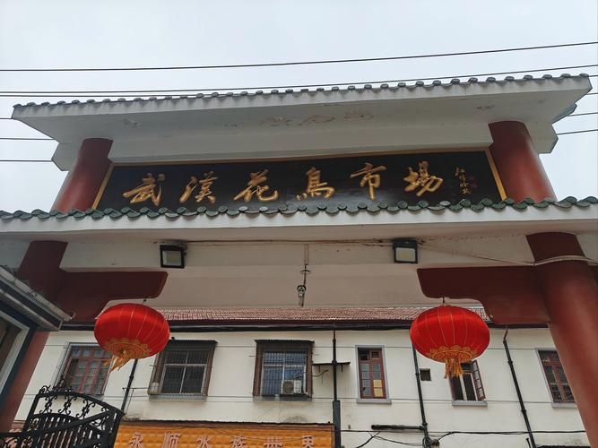 觀賞魚批發市場是一個集觀賞魚養殖、銷售和文化交流于一體的綜合性市場（廣東湛江觀賞魚批發市場）
