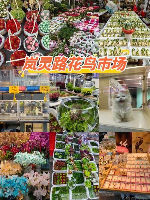 觀賞魚批發市場是一個集觀賞魚養殖、銷售和文化交流于一體的綜合性市場（廣東湛江觀賞魚批發市場）