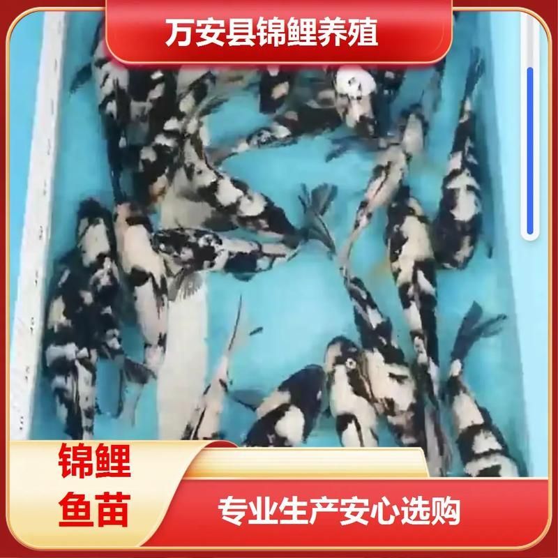 饒觀賞魚批發市場是一個專門銷售各種觀賞魚的場所（上饒觀賞魚批發市場怎么樣？）