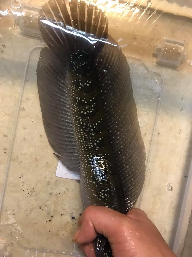 七星魚最貴的三個顏色，你知道嗎？（七星魚最貴的三個顏色）