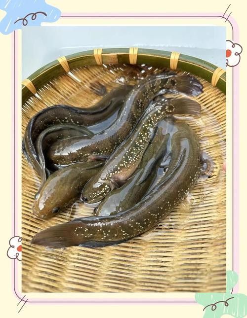 七星魚最貴的三個顏色，你知道嗎？（七星魚最貴的三個顏色）