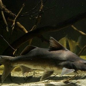 蔚藍提鴨嘴魚的飼養過程是怎樣的？（蔚藍提鴨嘴魚的基本信息） 蔚藍提鴨嘴魚的飼養過程是怎樣的？（蔚藍提鴨嘴魚的基本信息） 觀賞魚百科 第2張