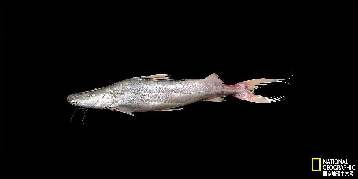 蔚藍提鴨嘴魚的飼養過程是怎樣的？（蔚藍提鴨嘴魚的基本信息） 蔚藍提鴨嘴魚的飼養過程是怎樣的？（蔚藍提鴨嘴魚的基本信息） 觀賞魚百科 第3張