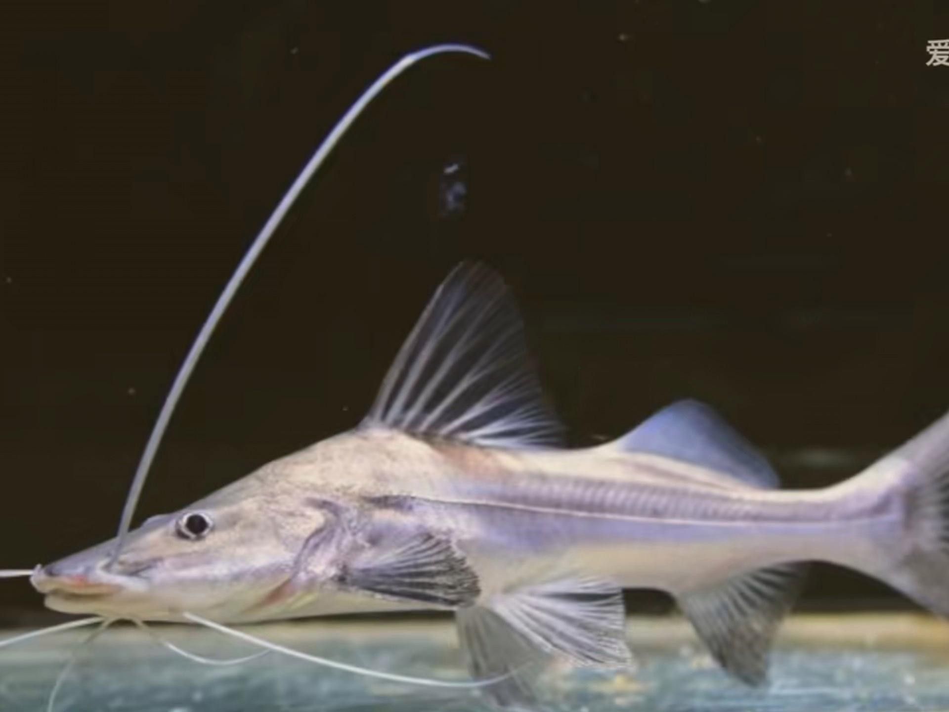 蔚藍提鴨嘴魚的飼養過程是怎樣的？（蔚藍提鴨嘴魚的基本信息） 蔚藍提鴨嘴魚的飼養過程是怎樣的？（蔚藍提鴨嘴魚的基本信息） 觀賞魚百科 第1張
