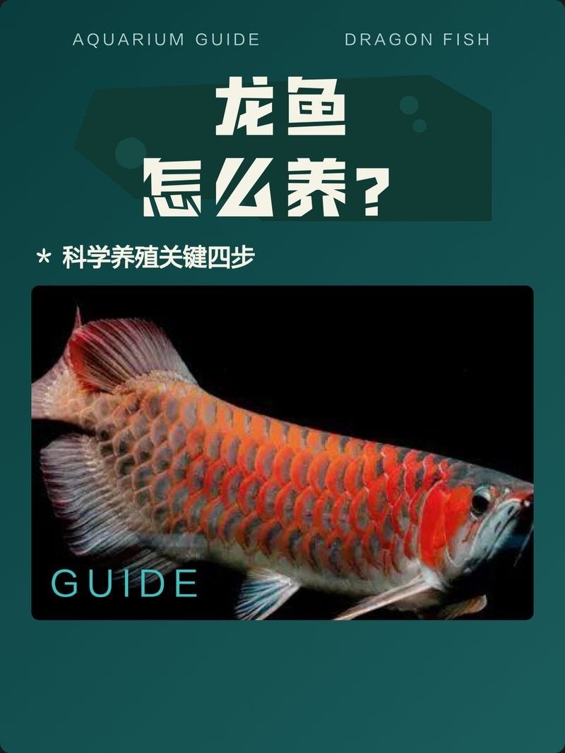 劍川龍魚混養時需要注意什么？（養殖劍川龍魚時，劍川龍魚忌諱與其他魚類混養，龍魚怎么養殖） 劍川龍魚混養時需要注意什么？（養殖劍川龍魚時，劍川龍魚忌諱與其他魚類混養，龍魚怎么養殖） 觀賞魚百科 第4張