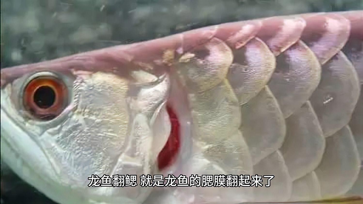 龍魚腮蓋鼓起的原因及解決方法及解決方法及解決方法（龍魚翻腮原因及解決方法，手術技巧全揭秘）