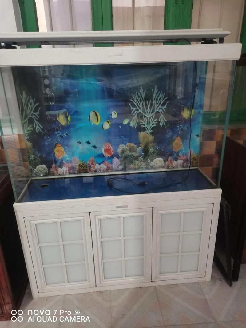 吉安魚缸批發市場的未來發展趨勢如何？（吉安魚缸批發市場怎么樣？）