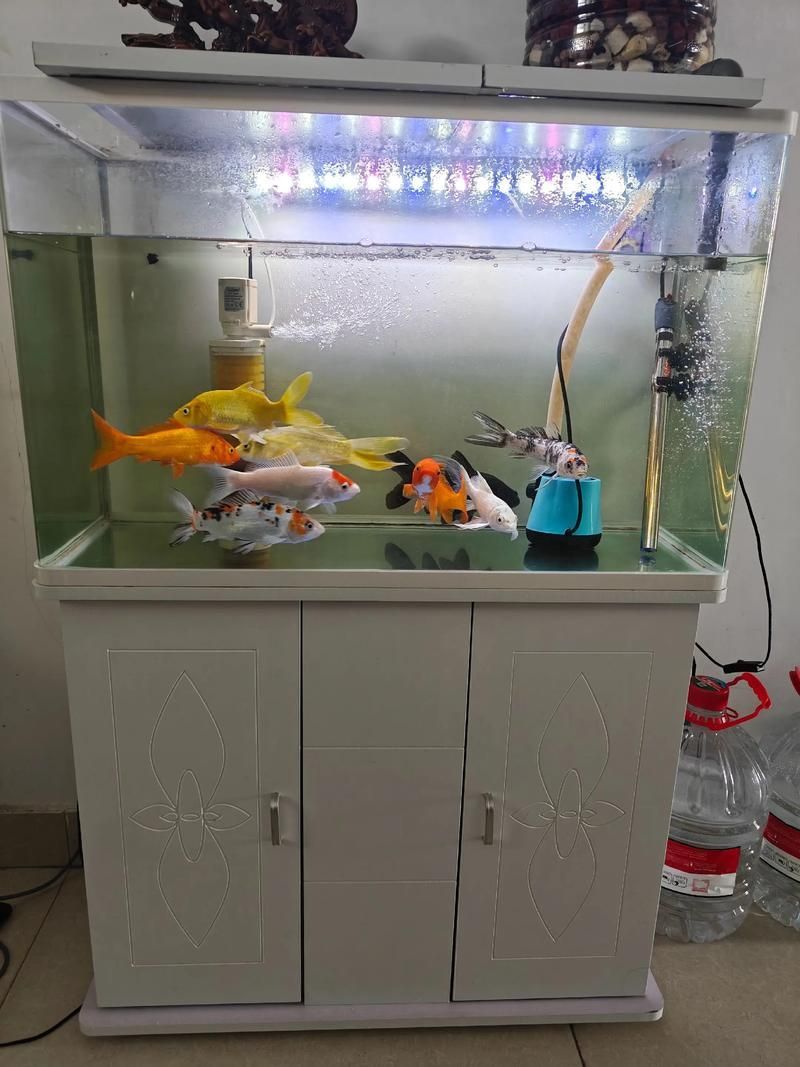 吉安魚缸批發市場的未來發展趨勢如何？（吉安魚缸批發市場怎么樣？）