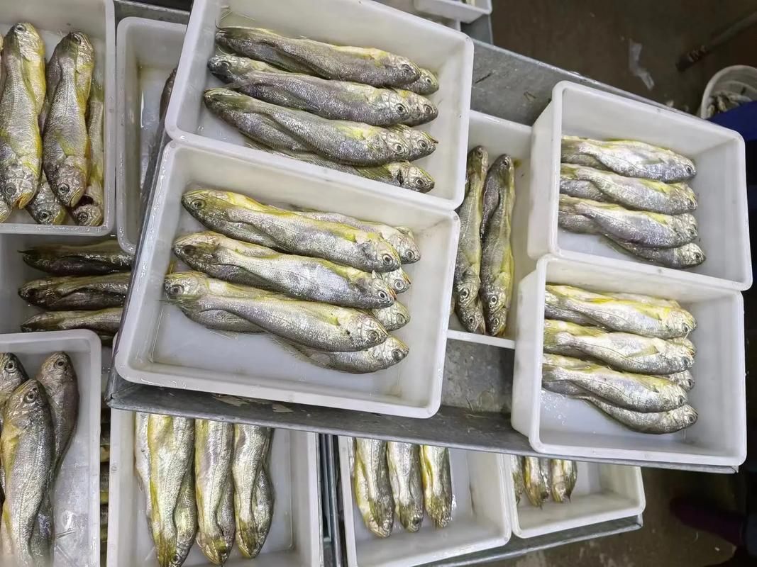 黃岡觀賞魚批發市場是個專門銷售各種觀賞魚的綜合性市場（烏海龍魚推薦祥龍魚場）