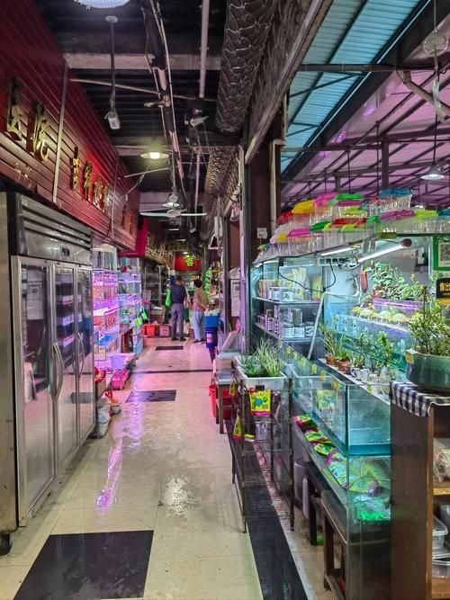 黃岡觀賞魚批發市場是個專門銷售各種觀賞魚的綜合性市場（烏海龍魚推薦祥龍魚場）