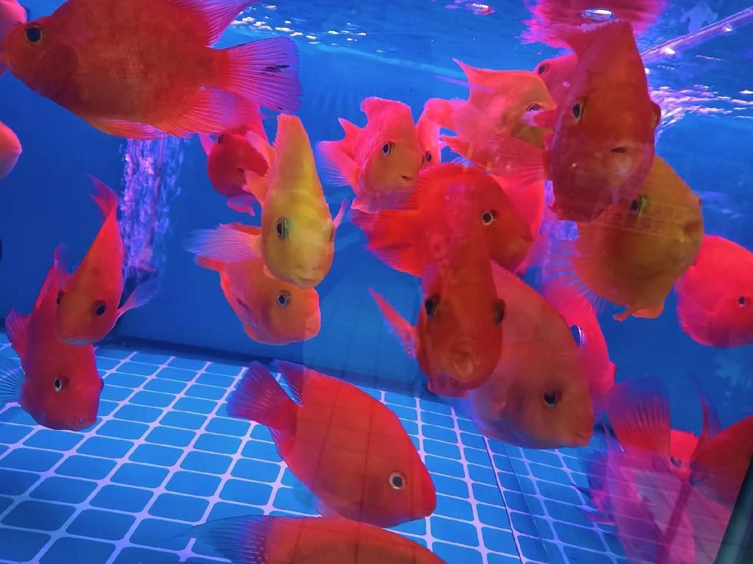 黃岡觀賞魚批發市場是個專門銷售各種觀賞魚的綜合性市場（烏海龍魚推薦祥龍魚場）