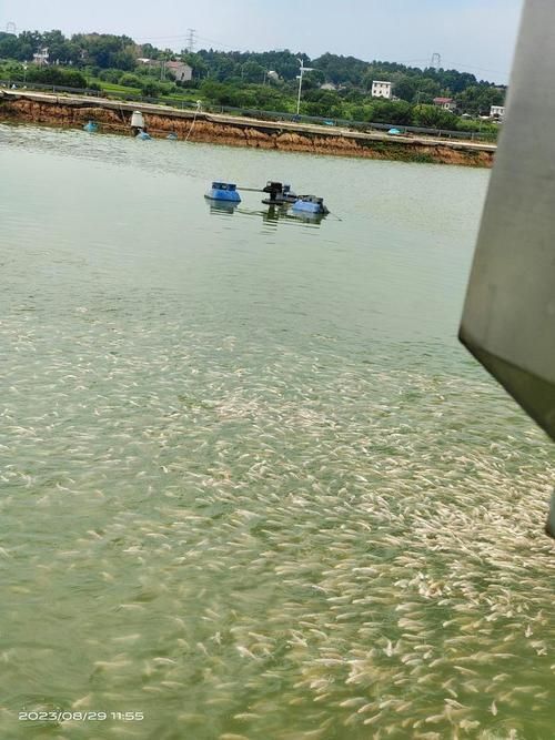 長沙觀賞魚批發市場有哪些主要商戶？（長沙觀賞魚批發市場與祥龍魚場的品牌營銷）