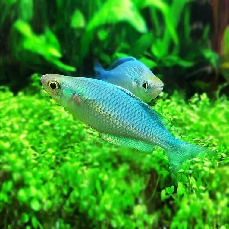 長沙觀賞魚批發市場有哪些主要商戶？（長沙觀賞魚批發市場與祥龍魚場的品牌營銷）