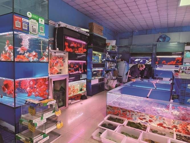 唐山觀賞魚批發(fā)市場(chǎng)規(guī)模有多大？（唐山觀賞魚批發(fā)市場(chǎng)分析）