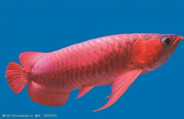 新鄉魚缸批發市場有哪些規模？，新鄉魚缸批發市場是一個充滿活力和競爭力的市場