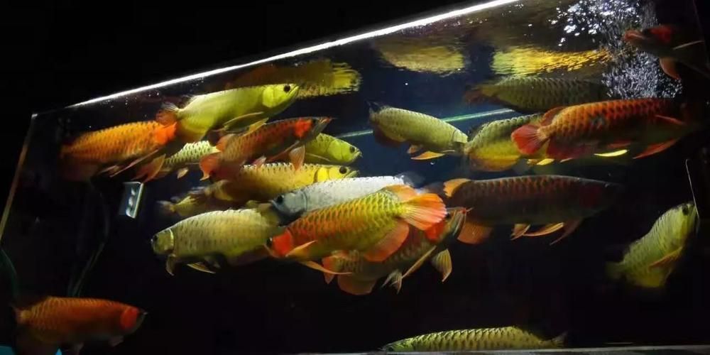 咸陽龍魚批發市場祥龍魚場品牌營銷，咸陽龍魚批發市場和祥龍魚場品牌營銷圖文分析