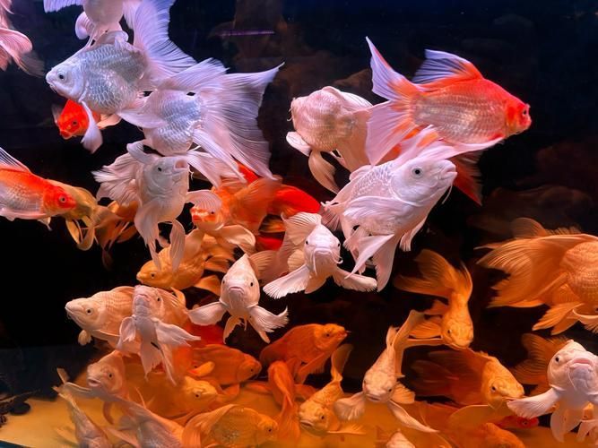 祥龍魚場的養殖技術如何？，州觀賞魚批發市場是一個集觀賞魚養殖、銷售和相關服務為一體的綜合性市場