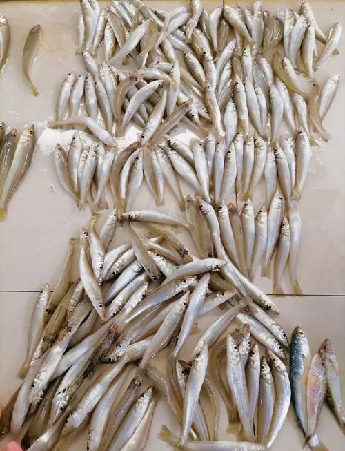 祥龍魚場的養殖技術如何？，州觀賞魚批發市場是一個集觀賞魚養殖、銷售和相關服務為一體的綜合性市場
