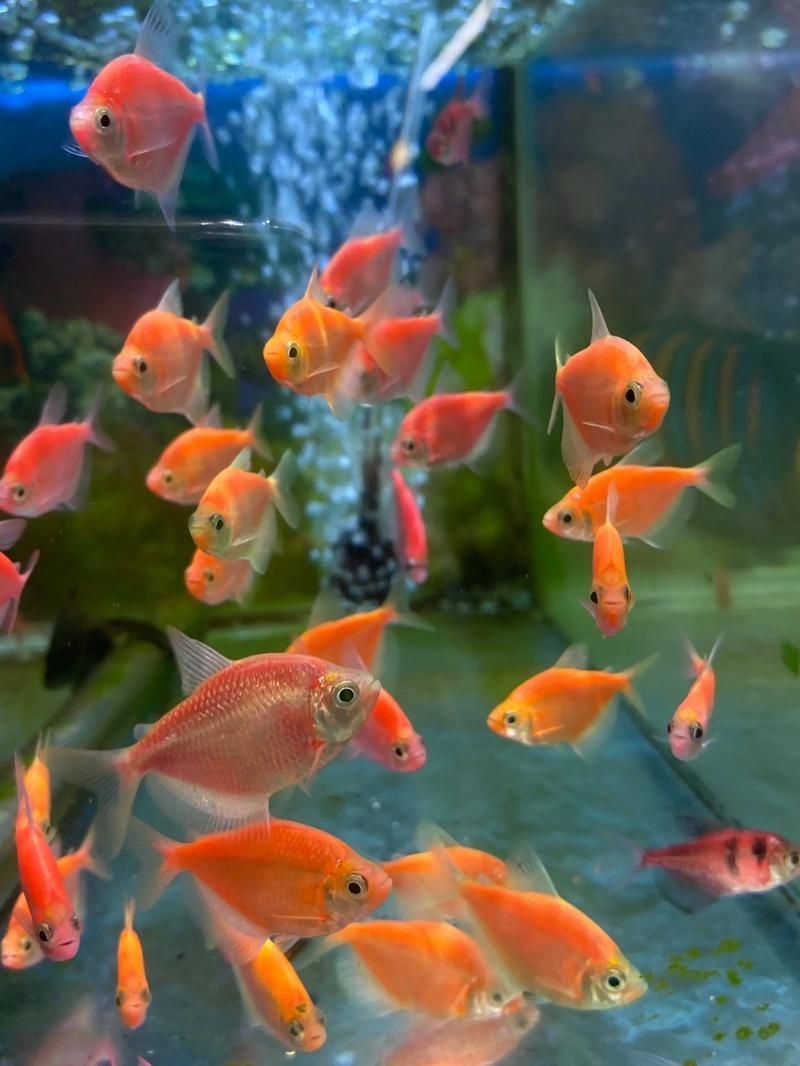 祥龍魚場的養殖技術如何？，州觀賞魚批發市場是一個集觀賞魚養殖、銷售和相關服務為一體的綜合性市場