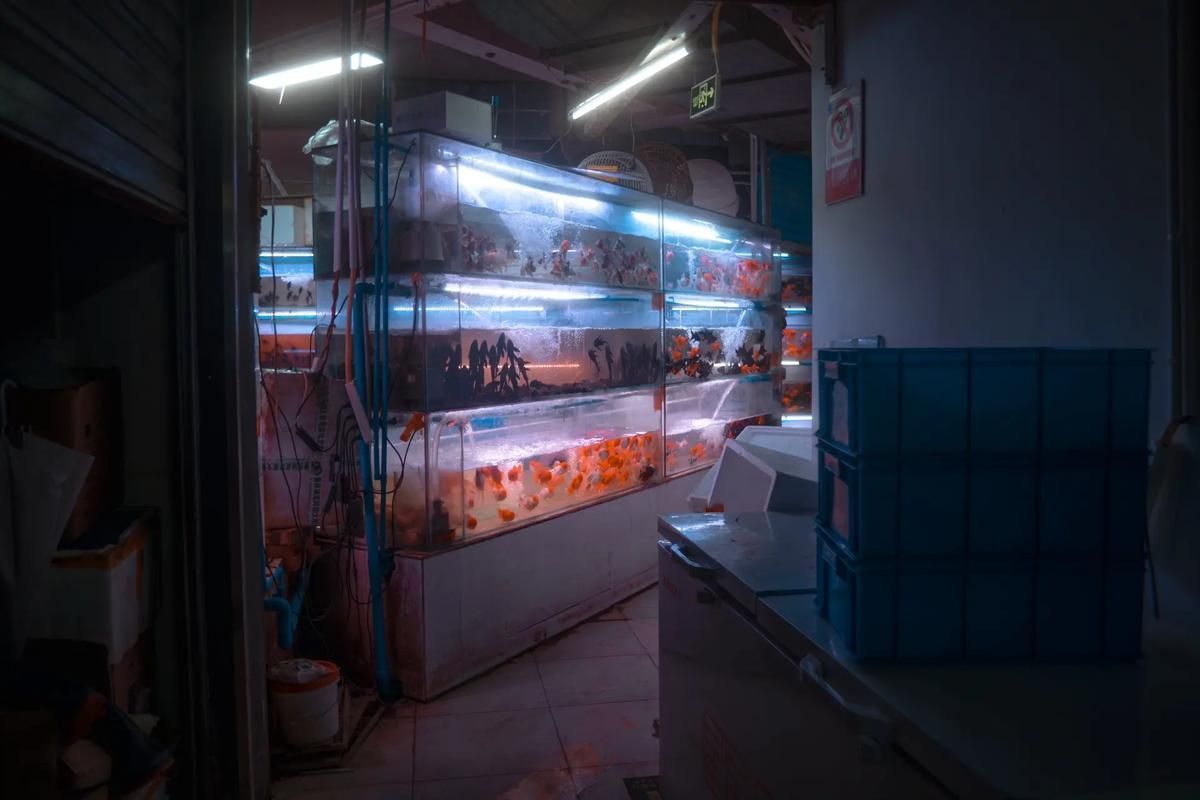 瀘州水族批發市場是一個集觀賞魚養殖、銷售、交流于一體的綜合性市場，瀘州水族批發市場怎么樣？