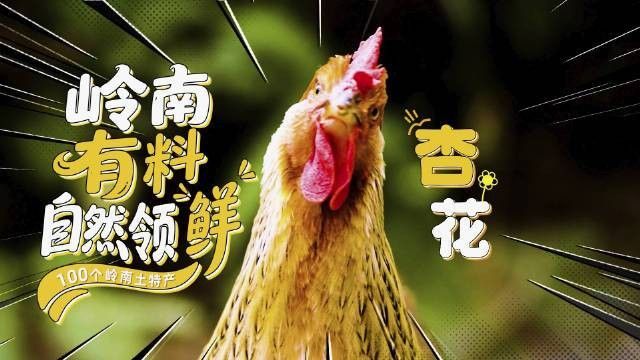 澎湃新聞封開縣人民政府網站你聽說過米仔雞嗎封開縣的特產，廣東省肇慶市封開縣的各類特產 澎湃新聞封開縣人民政府網站你聽說過米仔雞嗎封開縣的特產，廣東省肇慶市封開縣的各類特產 觀賞魚百科 第8張