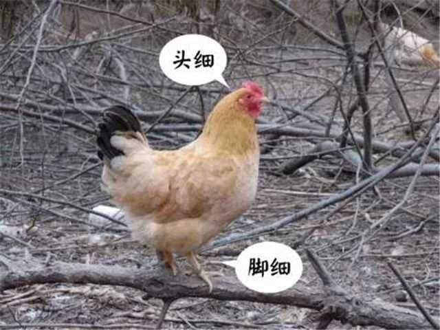 澎湃新聞封開縣人民政府網站你聽說過米仔雞嗎封開縣的特產，廣東省肇慶市封開縣的各類特產 澎湃新聞封開縣人民政府網站你聽說過米仔雞嗎封開縣的特產，廣東省肇慶市封開縣的各類特產 觀賞魚百科 第9張