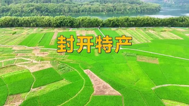 澎湃新聞封開縣人民政府網站你聽說過米仔雞嗎封開縣的特產，廣東省肇慶市封開縣的各類特產 澎湃新聞封開縣人民政府網站你聽說過米仔雞嗎封開縣的特產，廣東省肇慶市封開縣的各類特產 觀賞魚百科 第7張