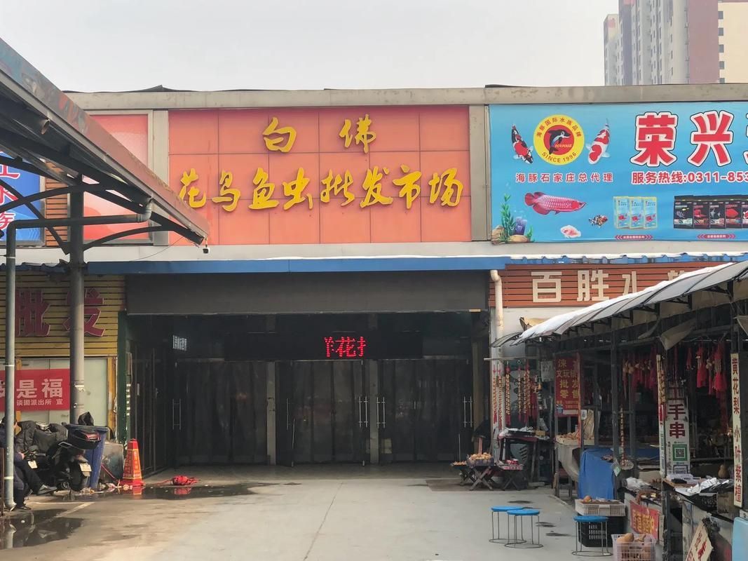 石家莊觀賞魚批發市場是華北地區規模較大的水族用品交易市場之一，莊觀賞魚批發市場是華北地區規模較大的水族用品交易市場之一