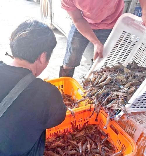 肇慶觀賞魚批發市場是一個充滿活力和活力和商機的市場，廣東肇慶觀賞魚批發市場