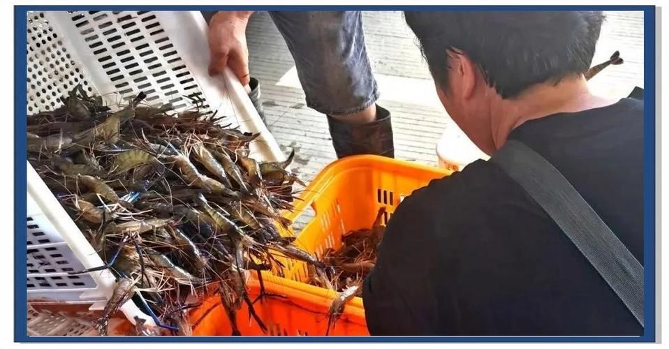肇慶觀賞魚批發市場是一個充滿活力和活力和商機的市場，廣東肇慶觀賞魚批發市場