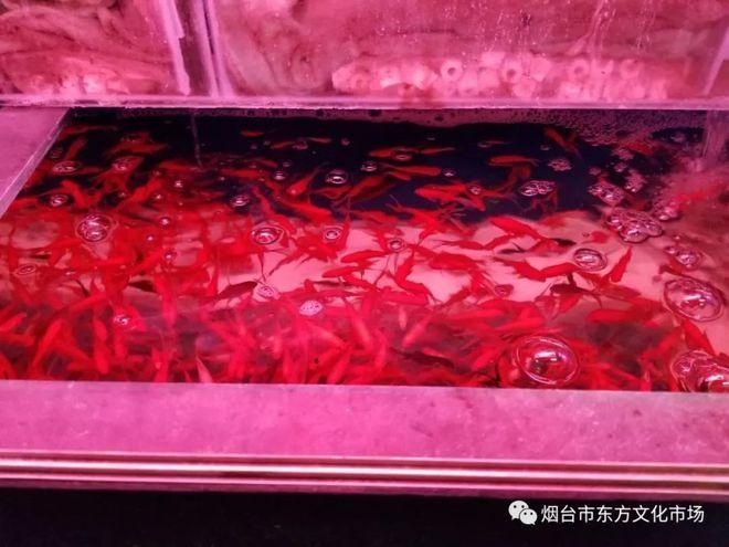 煙臺觀賞魚批發(fā)市場有哪些高端龍魚品牌祥龍魚場-，煙臺觀賞魚批發(fā)市場有哪些知名魚場？