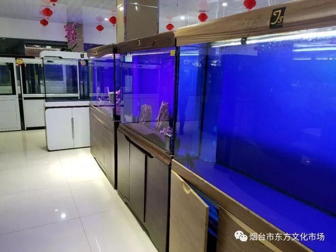 煙臺觀賞魚批發(fā)市場有哪些高端龍魚品牌祥龍魚場-，煙臺觀賞魚批發(fā)市場有哪些知名魚場？