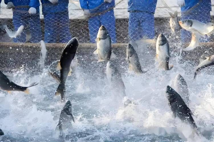 阜陽水族批發市場有哪些知名商戶？，阜陽水族批發市場和祥龍魚場品牌營銷有哪些